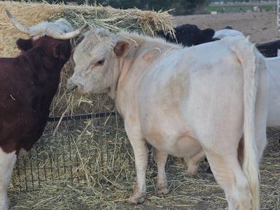 minniw southpark bull, bred belted galloway cows, belted heifer