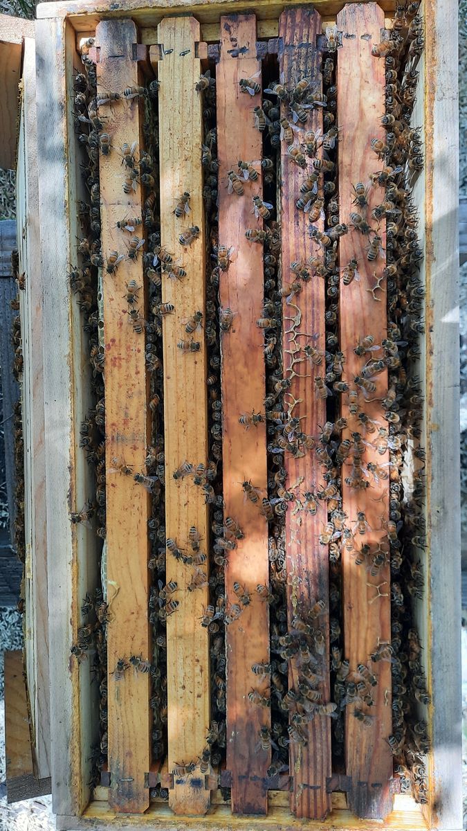 5 frame deep nucleus hives