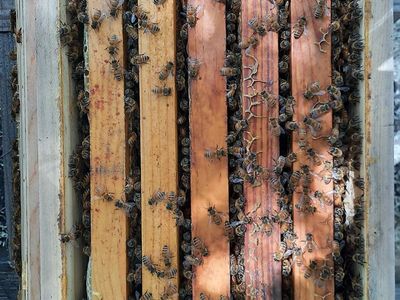 5 frame deep nucleus hives