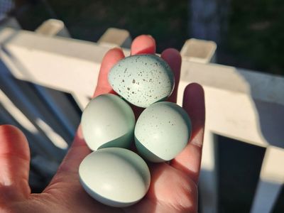 True blue celadon coturnix quail hatching eggs