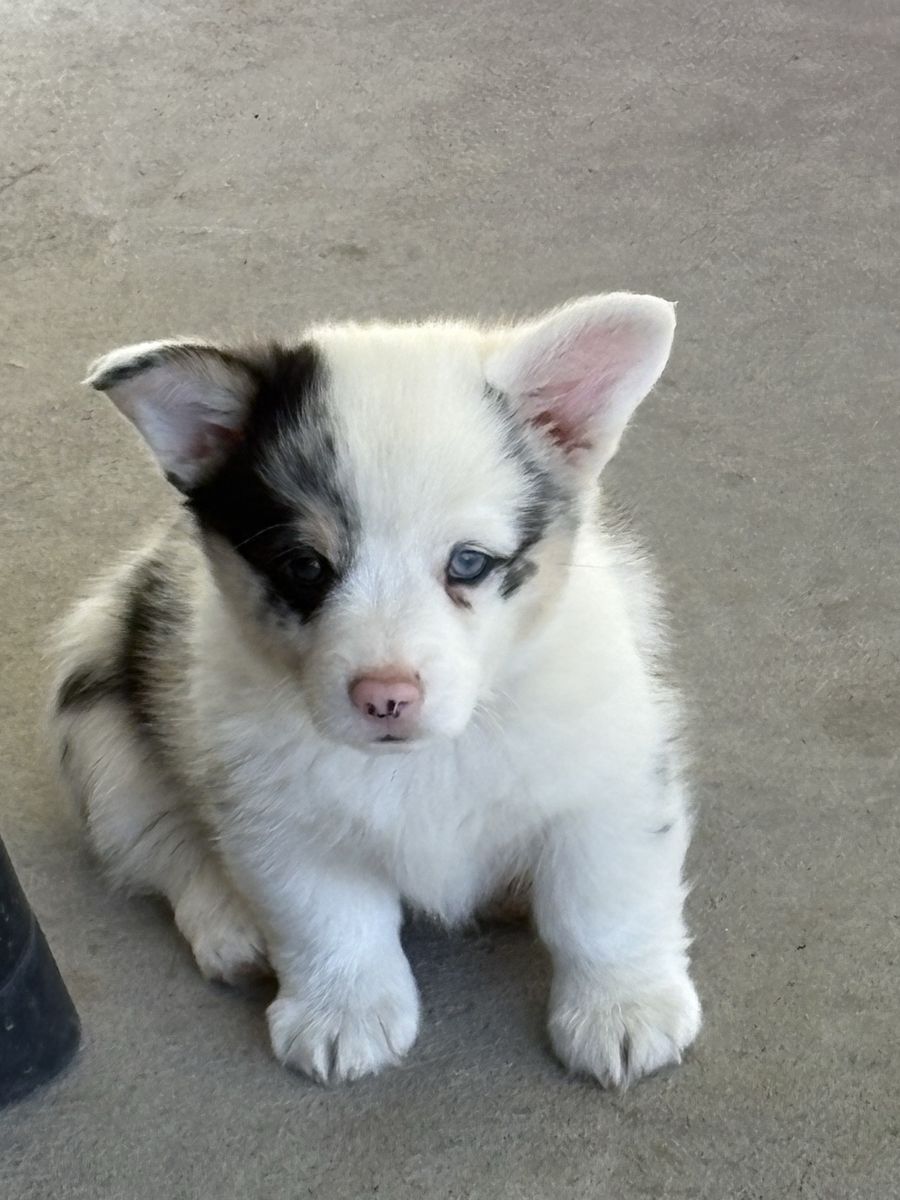 Corgi Puppies