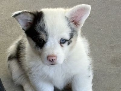 Corgi Puppies