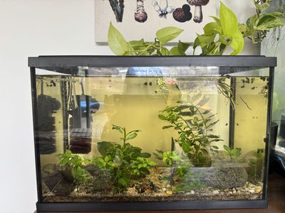 Shrimp & Snail Tank