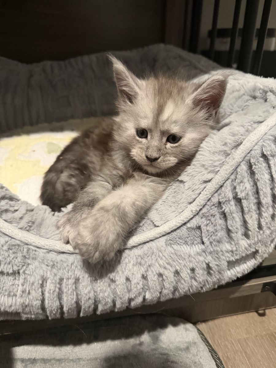 TICA Registered Maine Coon Kittens