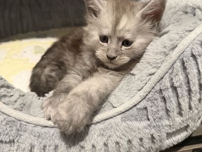 TICA Registered Maine Coon Kittens
