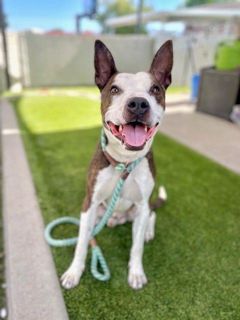 A162753 Frito is Available for Adoption!