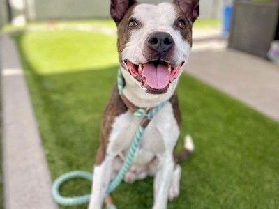 A162753 Frito is Available for Adoption!