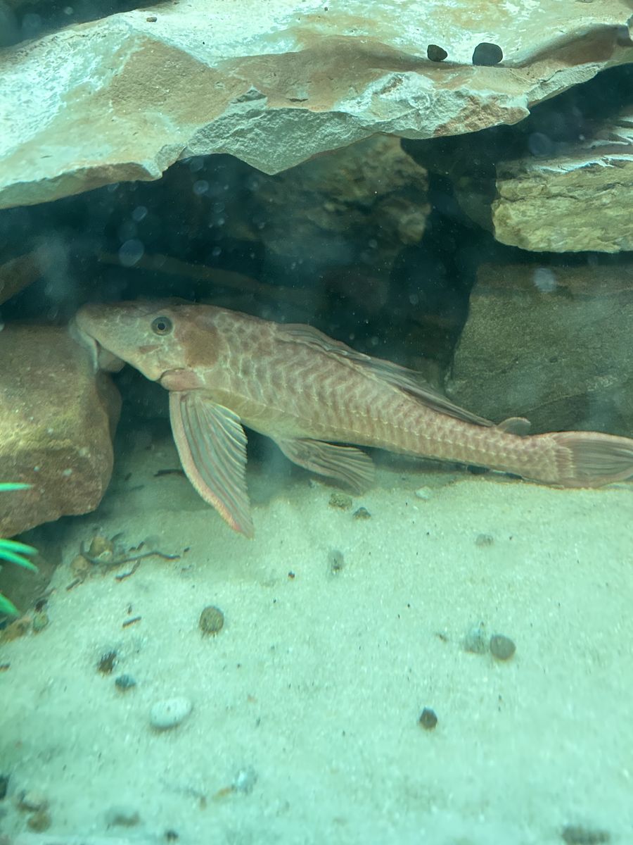 Albino Common Pleco 10