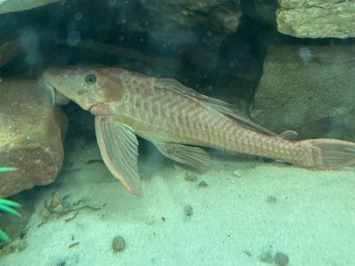 Albino Common Pleco 10