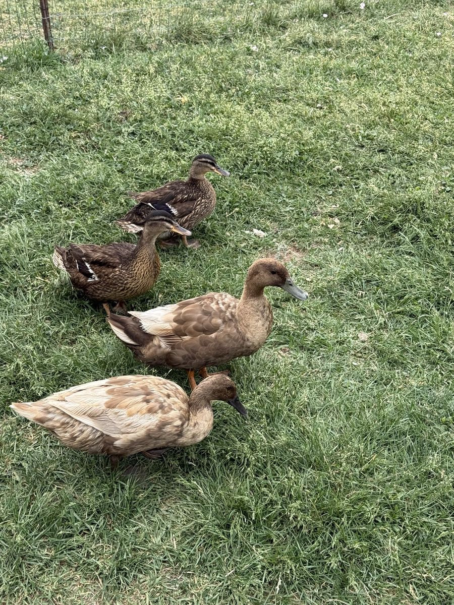 Ducks for sale
