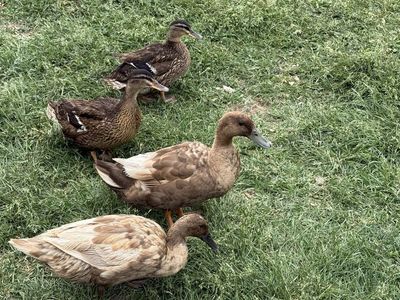 Ducks for sale