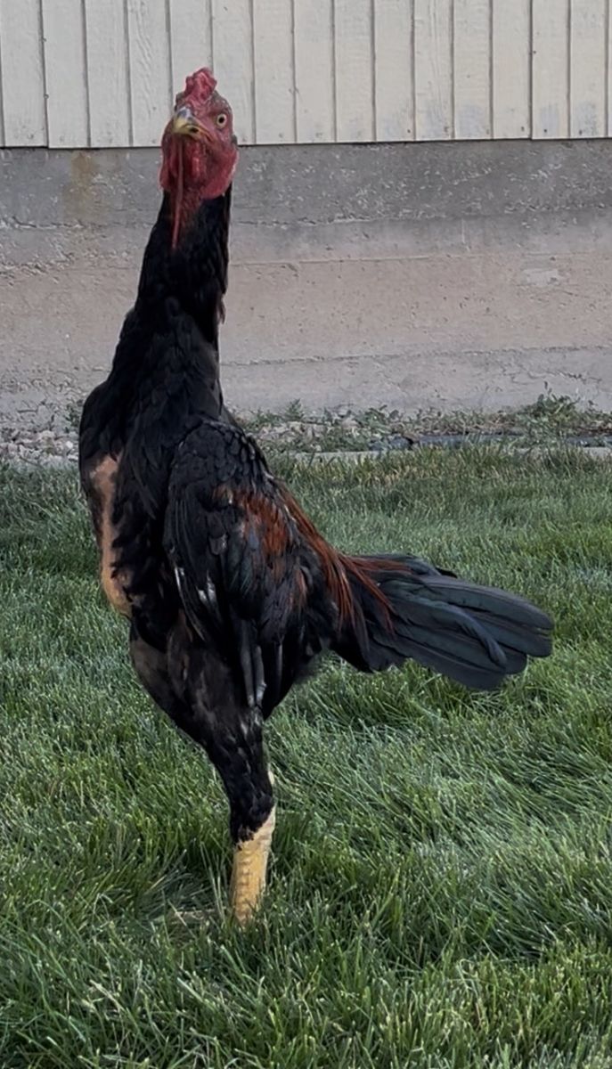 Young Rooster