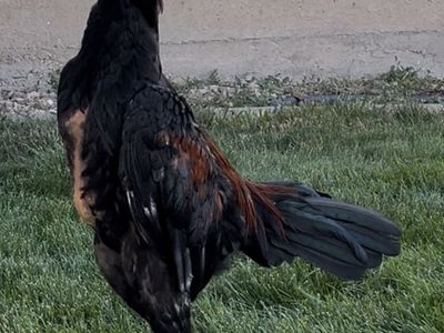 Young Rooster