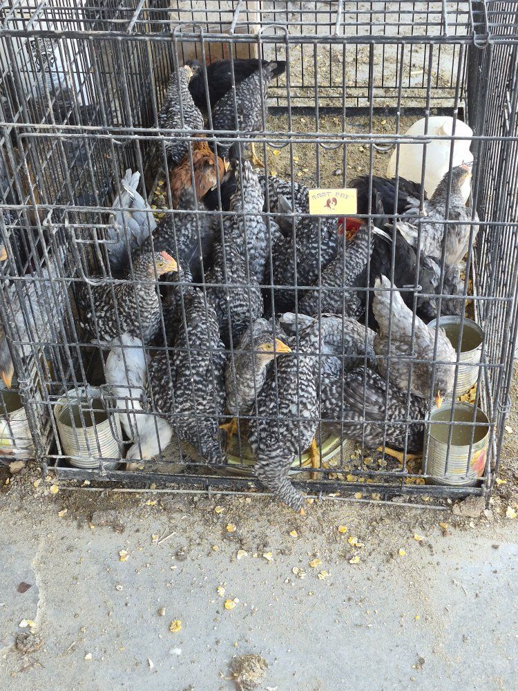 Live Poultry Chickens - Mixed Breeds