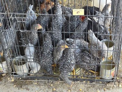 Live Poultry Chickens - Mixed Breeds