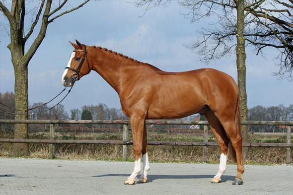 Chestnut Dutch Warmblood Gelding