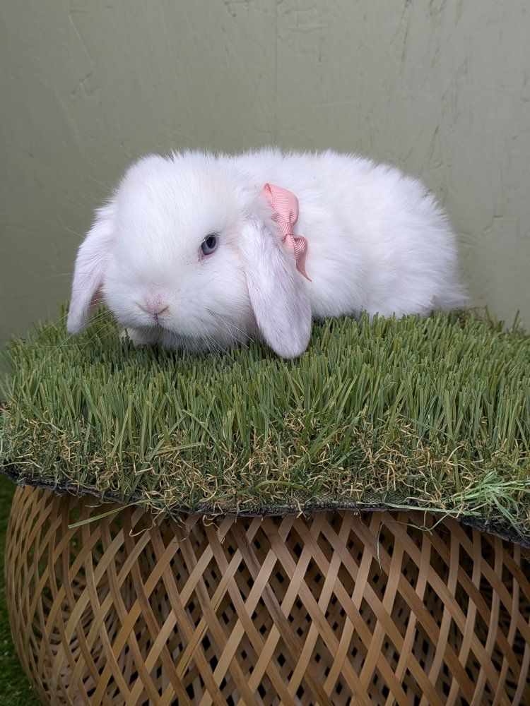 pure Holland lop baby bunnies