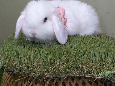 pure Holland lop baby bunnies