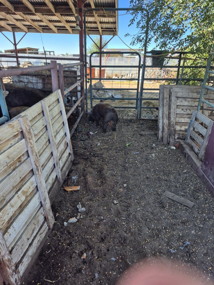 Feeder pigs