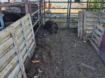 Feeder pigs