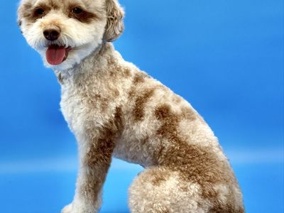 Poodle stud, CLEAR, 9#, chocolate Merle 🦄