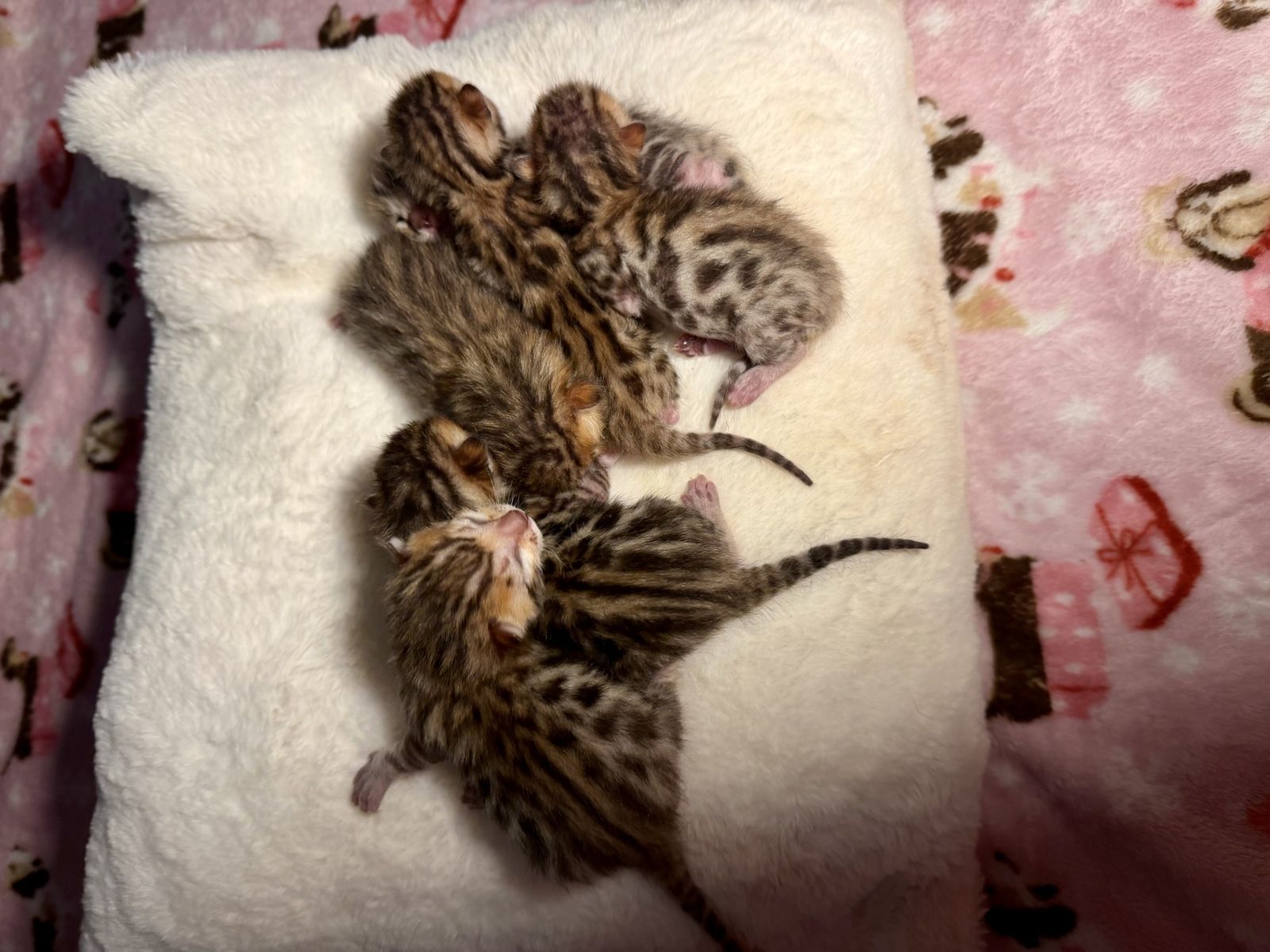 Newborn Beautiful Bengal Kittens (cats)