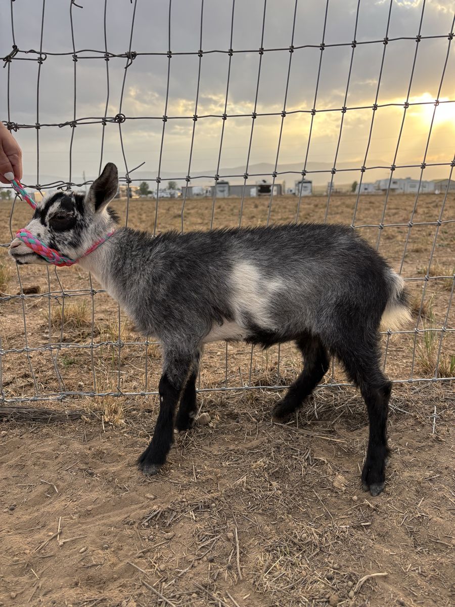 ADGA Nigerian Dwarf Goats - Registered, Disbudded, Vaccinated. Multiple Colors