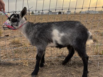 ADGA Nigerian Dwarf Goats - Registered, Disbudded, Vaccinated. Multiple Colors