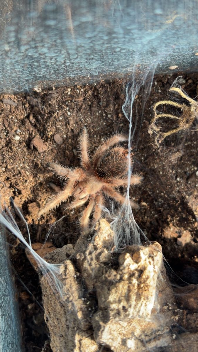 RCF Rose hair tarantula juvenile