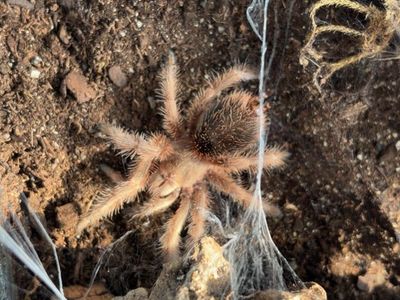 RCF Rose hair tarantula juvenile