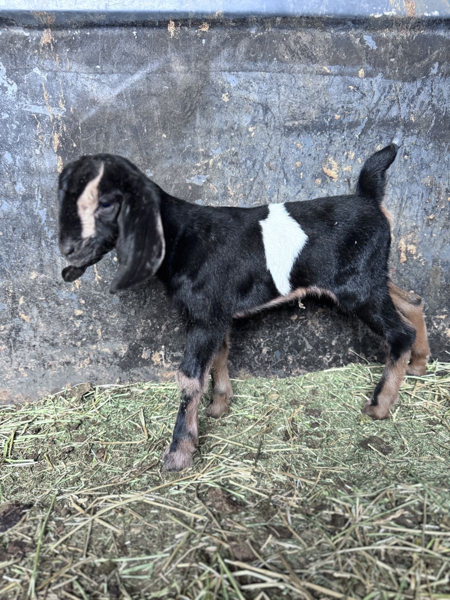 Nubian Bottle Baby (Doeling)