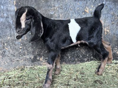 Nubian Bottle Baby (Doeling)