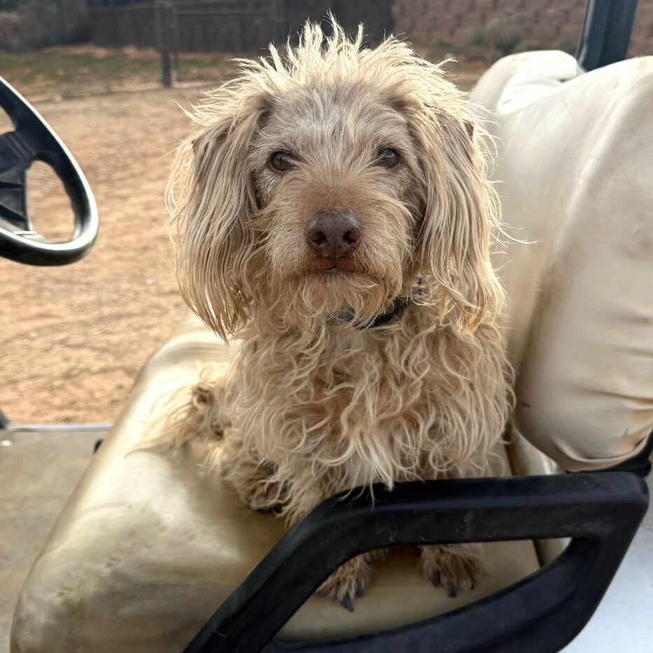 Hello my name is Mr. Magoo