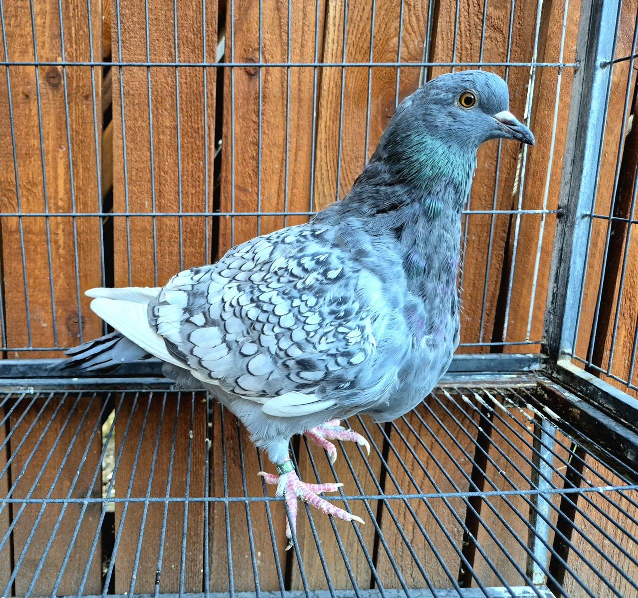 Polish Lynx Sqeaker Pigeons