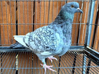 Polish Lynx Sqeaker Pigeons