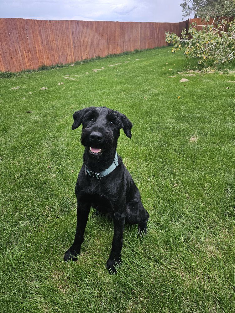 AKC Giant Schnauzer pups