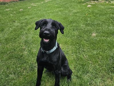 AKC Giant Schnauzer pups