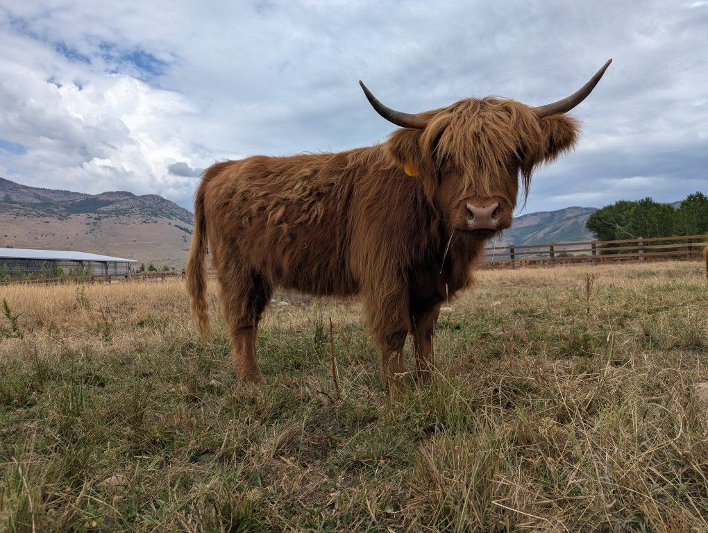 Unregistered 2 year old Highland heifer 