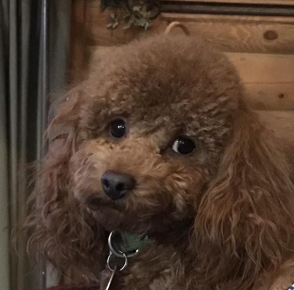 Eros the Toy Poodle Stud - Health Tested Red Pedigree for Goldendoodles & Cavapoos