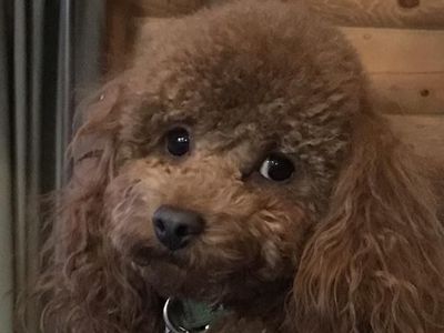Eros the Toy Poodle Stud - Health Tested Red Pedigree for Goldendoodles & Cavapoos