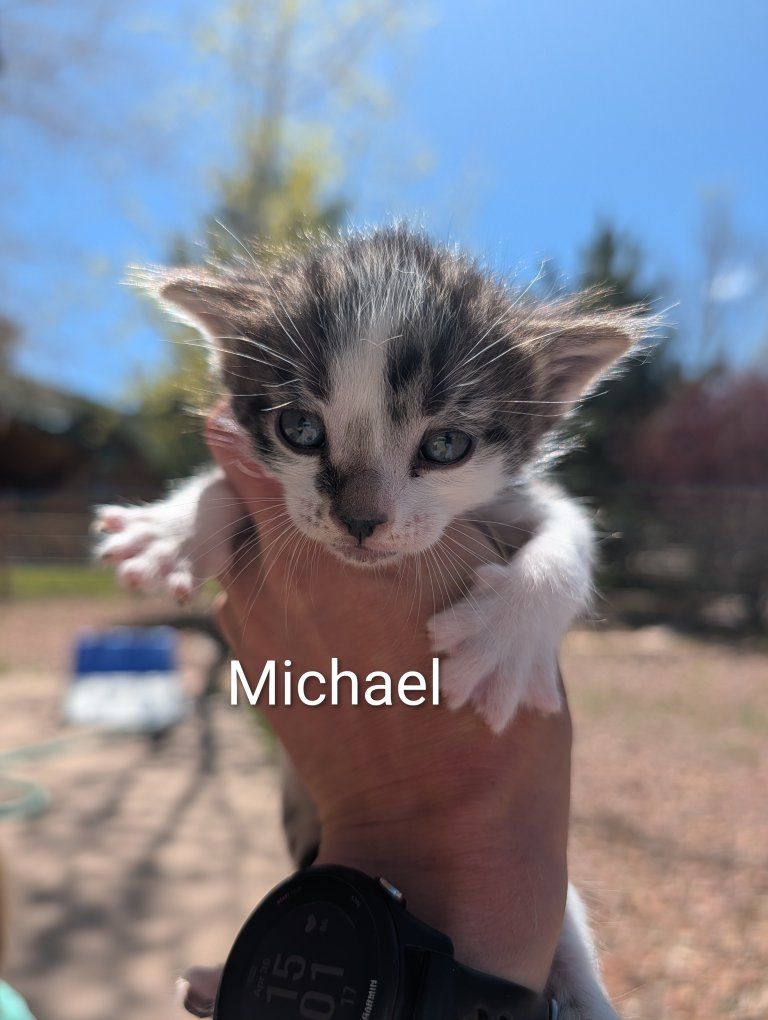 kittens