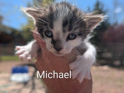 kittens