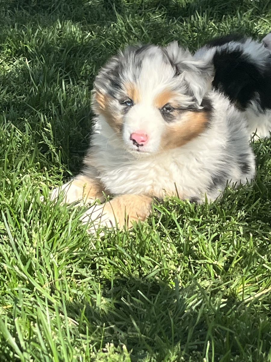 Australian Shepherd