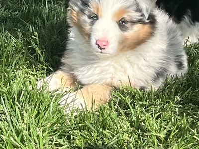 Australian Shepherd
