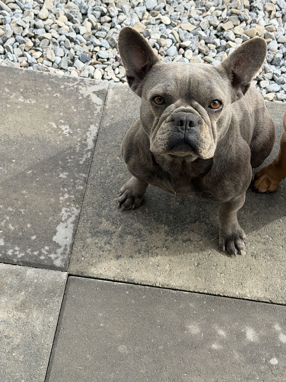French Bulldog
