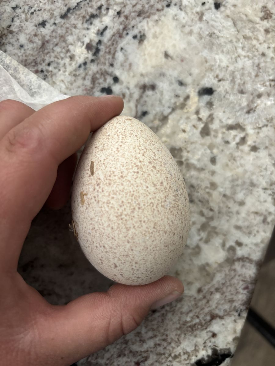 Eggs