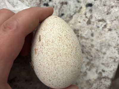 Eggs