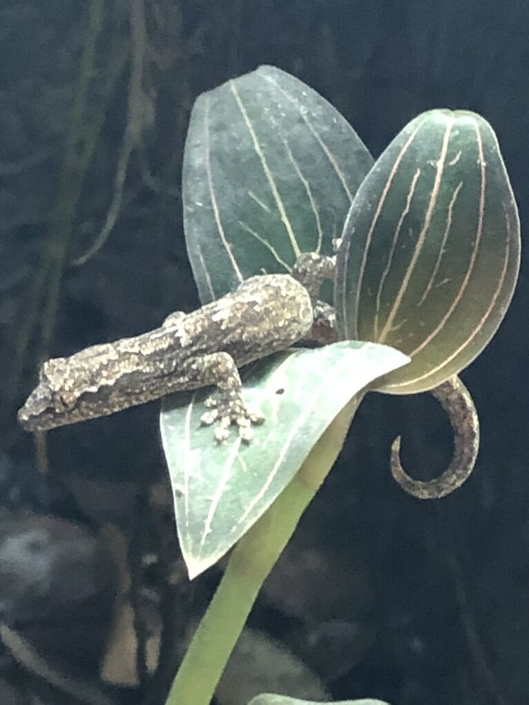 Mourning Geckos! Lepidodactylus lugubris