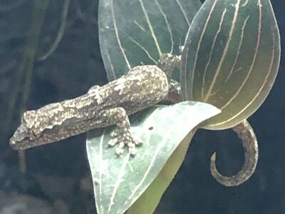 Mourning Geckos! Lepidodactylus lugubris