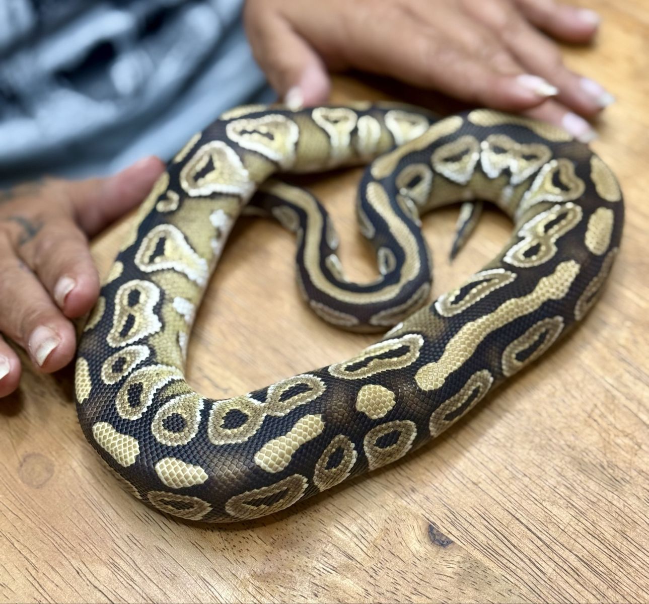 Male Mojave 66% het puzzle - Tonka -F/T Rat Pup weekly - DOB 06/07/25